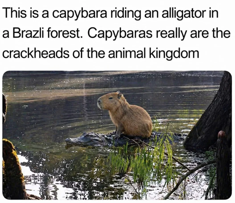 This is a capybara riding an alligator in a Brazli forest. Capybaras really are the crackheads of the animal kingdom BORRY IF