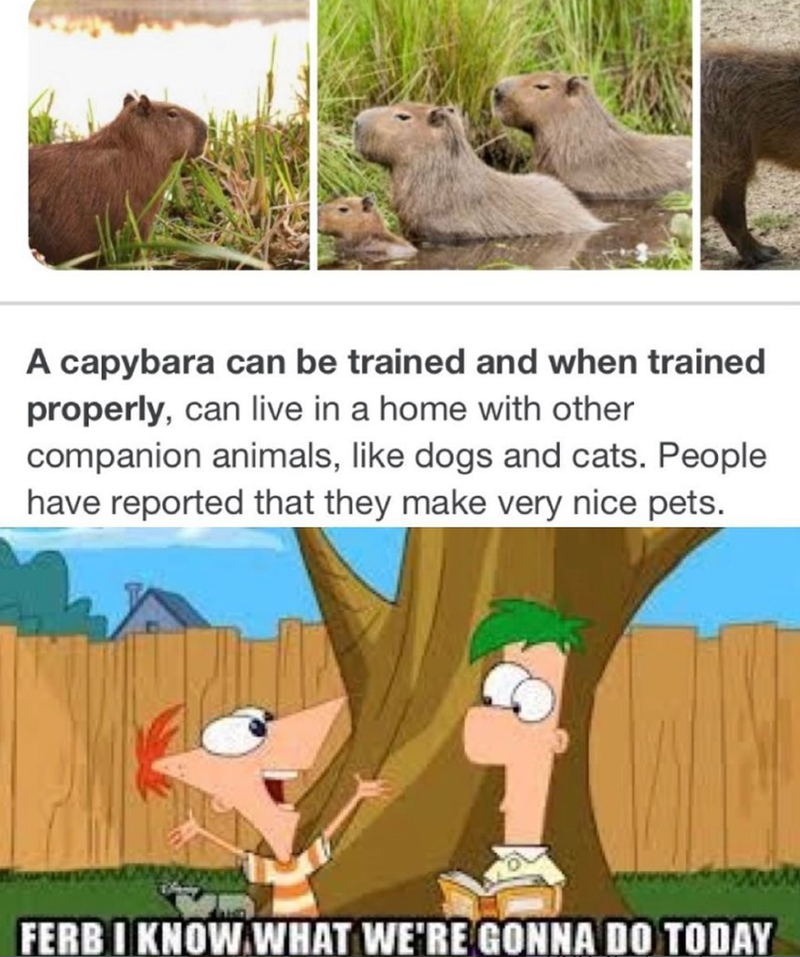 A capybara can be trained and when trained properly, can live in a home with other companion animals, like dogs and cats. People have reported that they make very nice pets. FERBI KNOW WHAT WE'RE GONNA DO TODAY