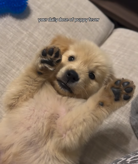 your daily dose of puppy fever