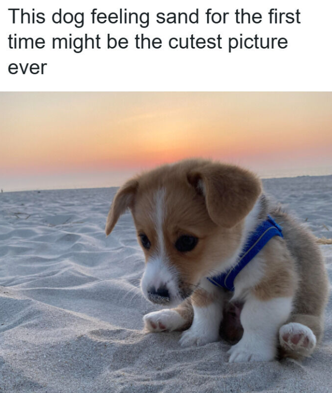 This dog feeling sand for the first time might be the cutest picture ever