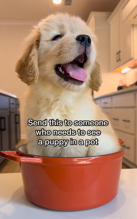 Send this to someone who needs to see a puppy in a pot