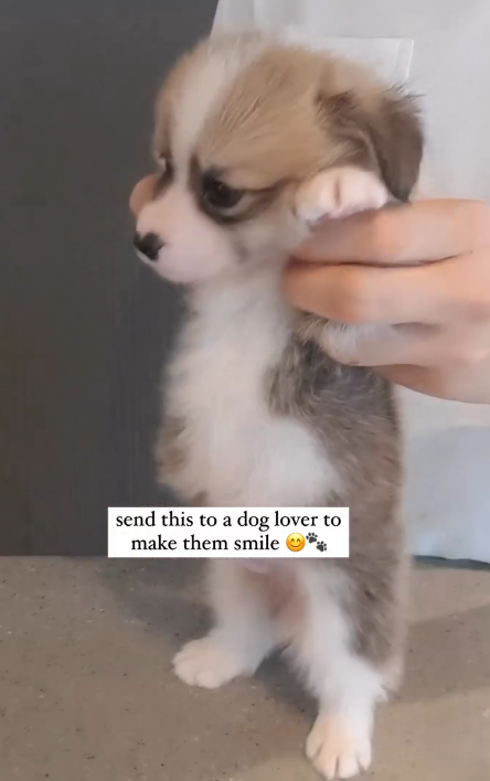 send this to a dog lover to make them smile