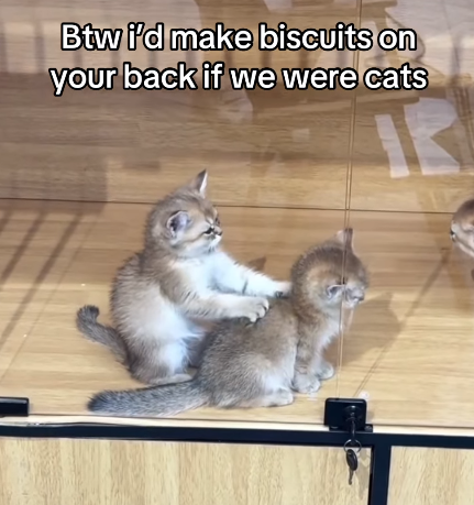 Btw i'd make biscuits on your back if we were cats