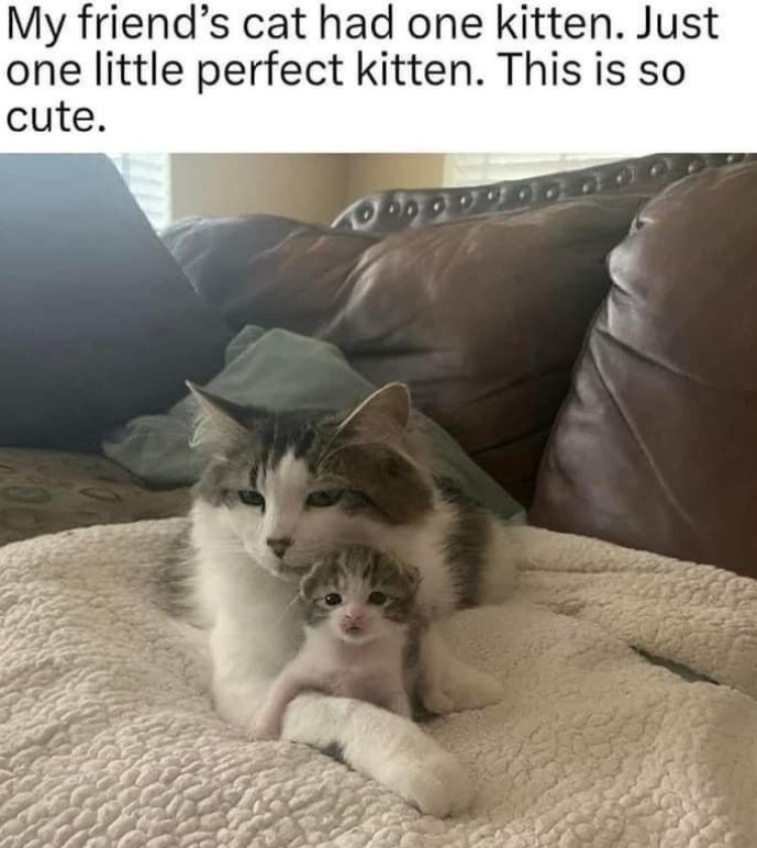 My friend's cat had one kitten. Just one little perfect kitten. This is so cute.