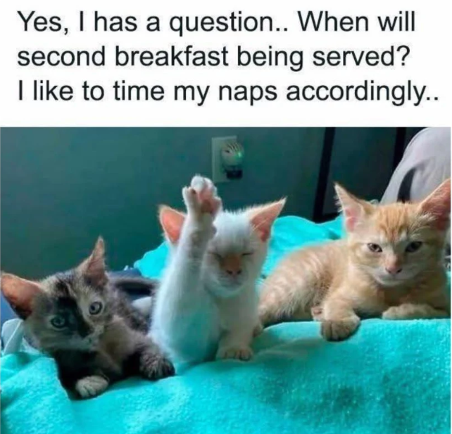 Yes, I has a question.. When will second breakfast being served? I like to time my naps accordingly..