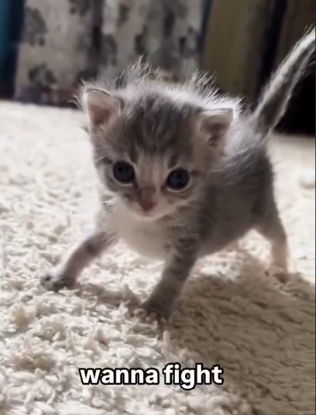 wanna fight