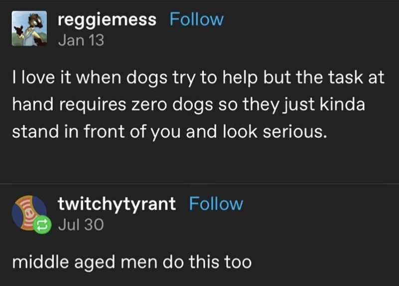 reggiemess Follow Jan 13 I love it when dogs try to help but the task at hand requires zero dogs so they just kinda stand in front of you and look serious. twitchytyrant Follow Jul 30 middle aged men do this too