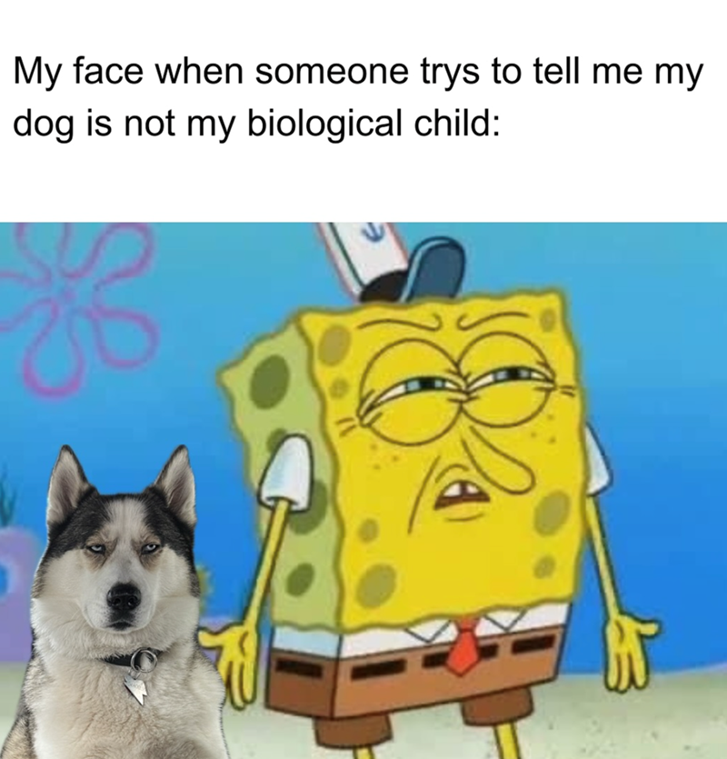 My face when someone trys to tell me my dog is not my biological child: