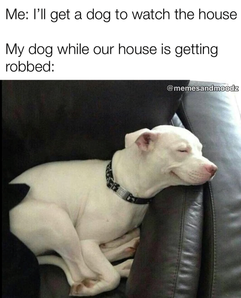 Me: I'll get a dog to watch the house My dog while our house is getting robbed: @memesandmoodz