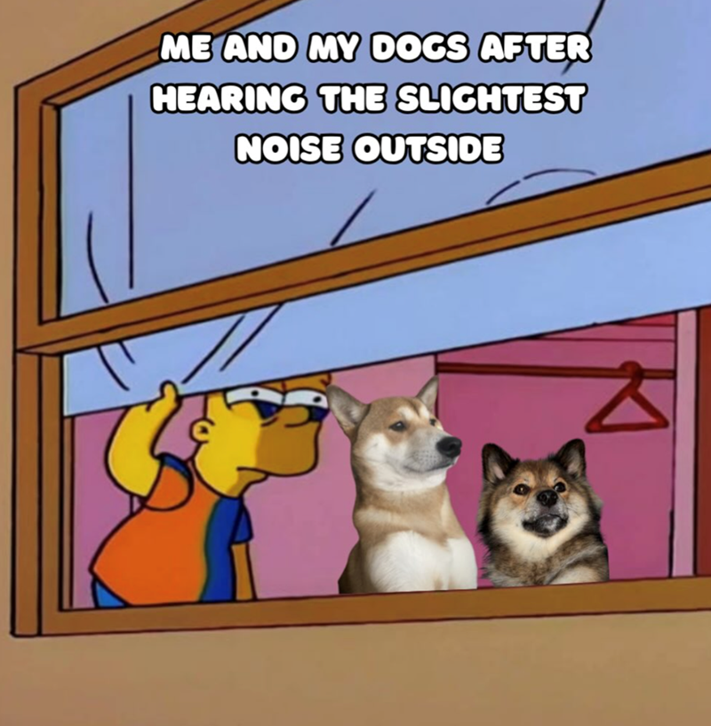 ME AND MY DOGS AFTER HEARING THE SLIGHTEST NOISE OUTSIDE