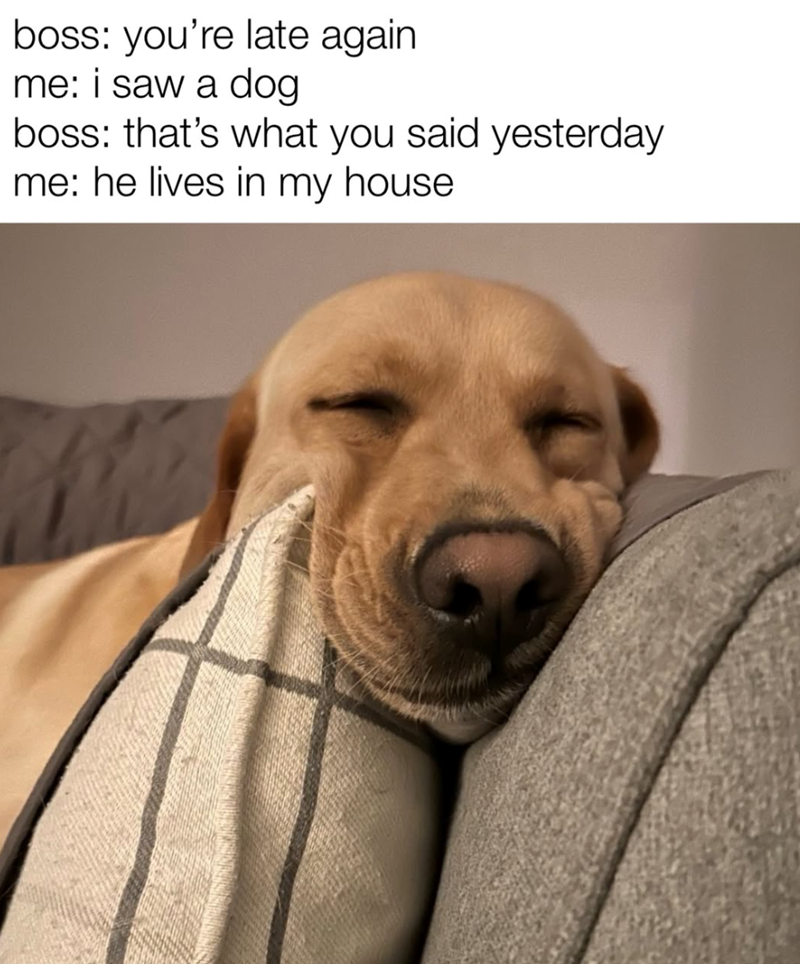 boss: you're late again me: i saw a dog boss: that's what you said yesterday me: he lives in my house