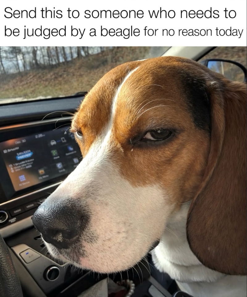 SADO 14800 Send this to someone who needs to be judged by a beagle for no reason today