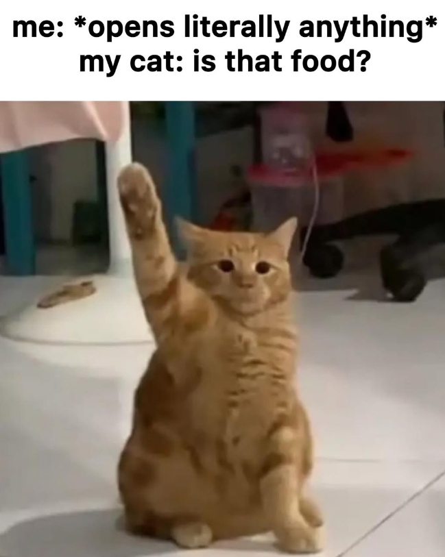 me: *opens literally anything* my cat: is that food?