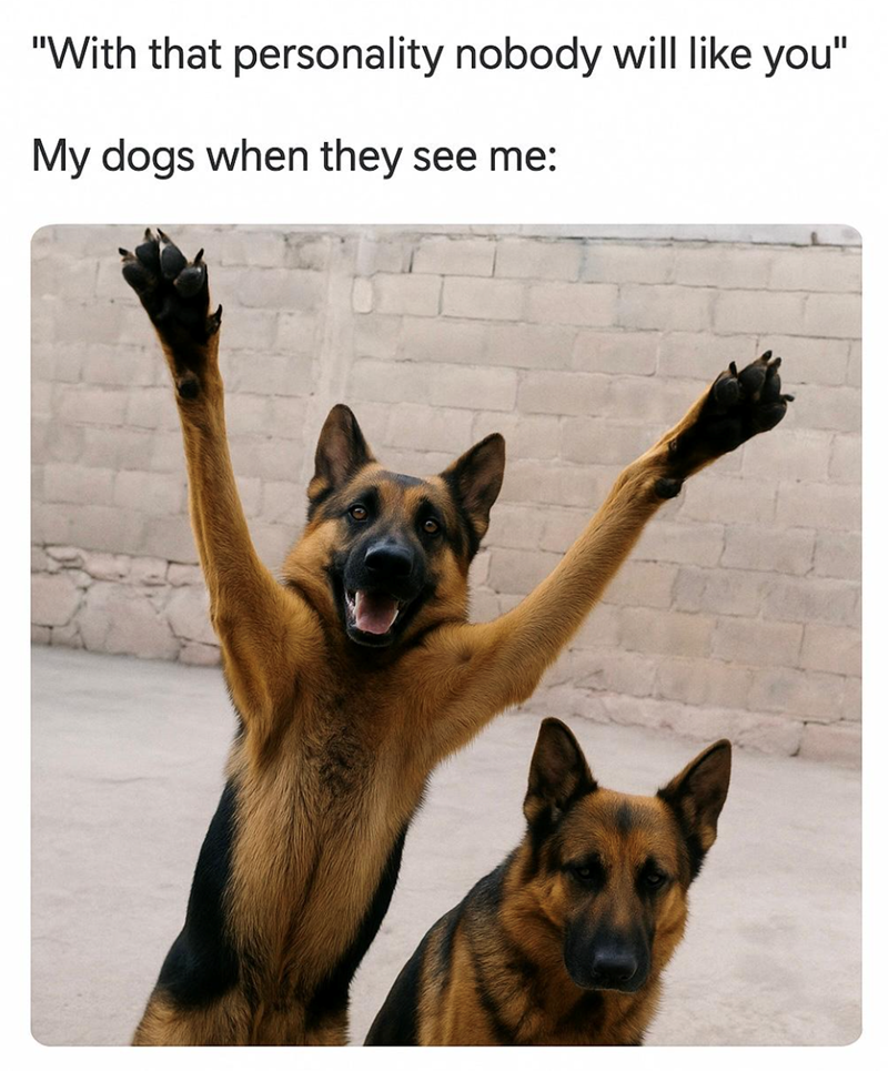"With that personality nobody will like you" My dogs when they see me:
