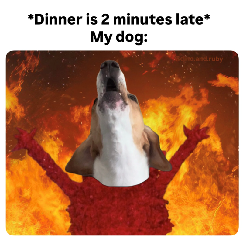 *Dinner is 2 minutes late* My dog: dino.and.ruby