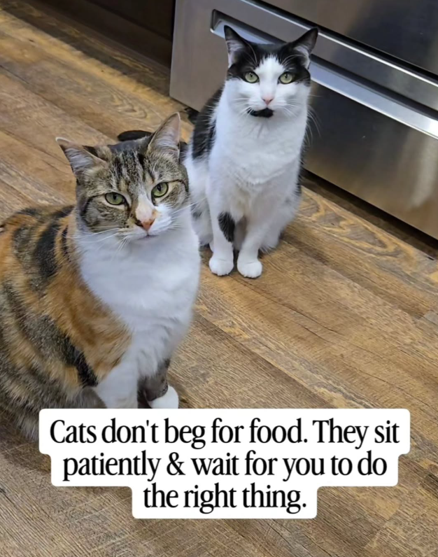 Cats don't beg for food. They sit patiently & wait for you to do the right thing.