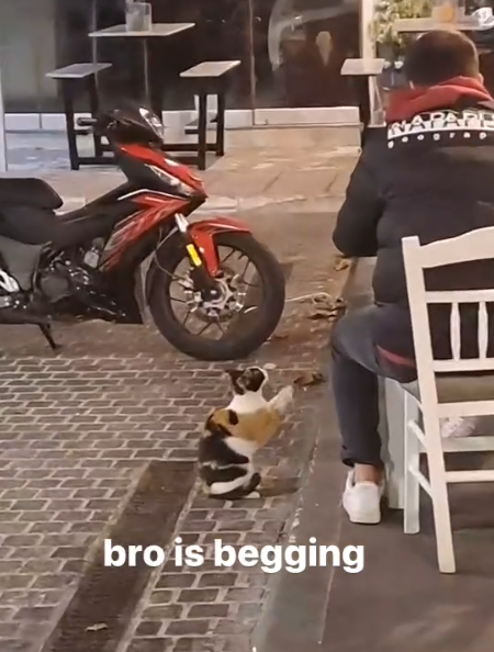 bro is begging PP