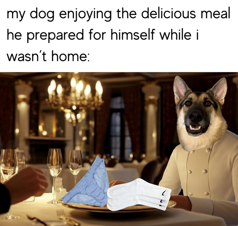 my dog enjoying the delicious meal he prepared for himself while i wasn't home: