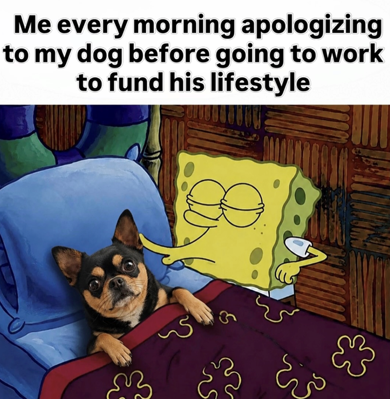 Me every morning apologizing to my dog before going to work to fund his lifestyle که 3