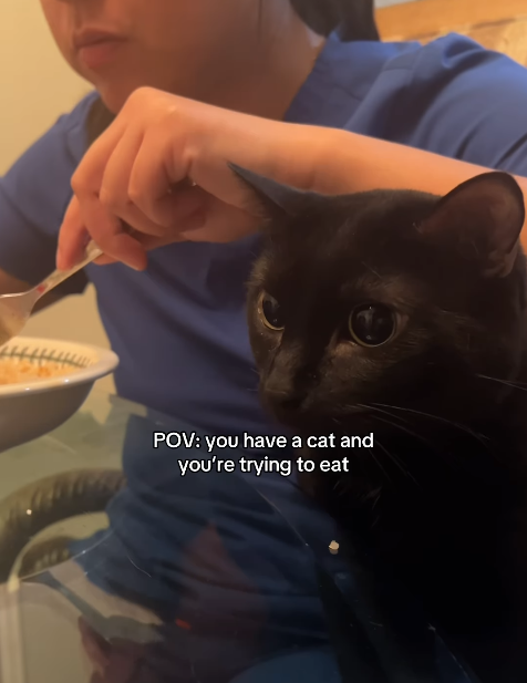 POV: you have a cat and you're trying to eat