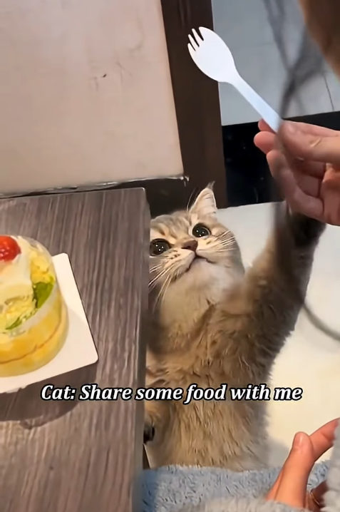 Cat: Share some food with me