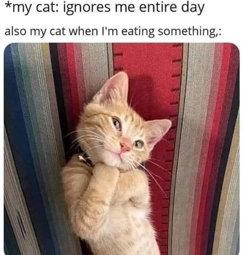 *my cat: ignores me entire day also my cat when I'm eating something,:
