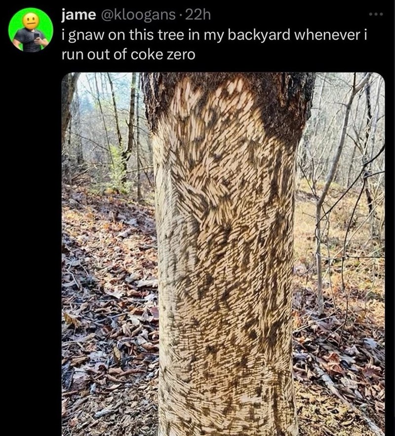 jame @kloogans - 22h i gnaw on this tree in my backyard whenever i run out of coke zero 000