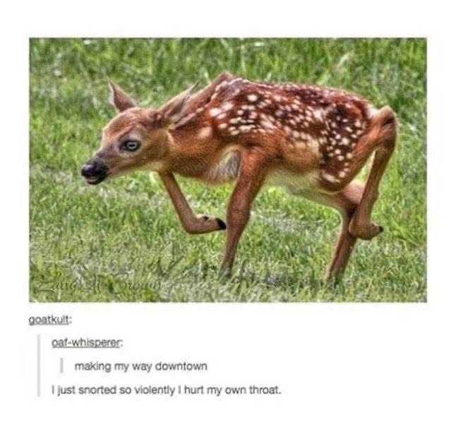 goatkult: oaf-whisperer: making my way downtown I just snorted so violently I hurt my own throat.