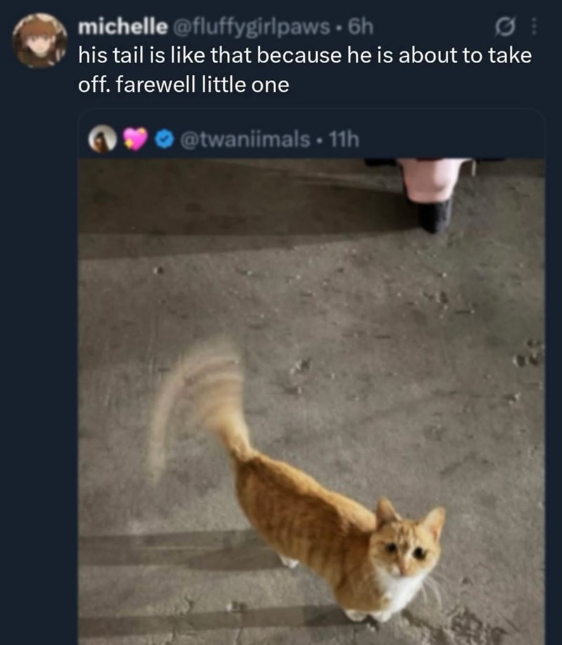 michelle@fluffygirlpaws • 6h 01 his tail is like that because he is about to take off. farewell little one @twaniimals - 11h