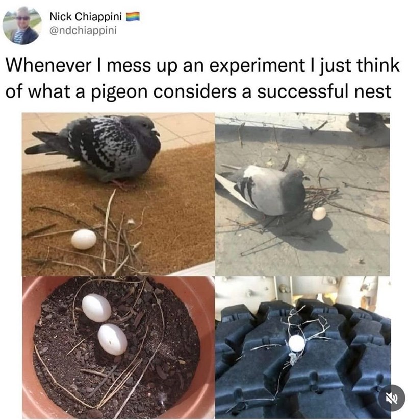 Nick Chiappini @ndchiappini Whenever I mess up an experiment I just think of what a pigeon considers a successful nest