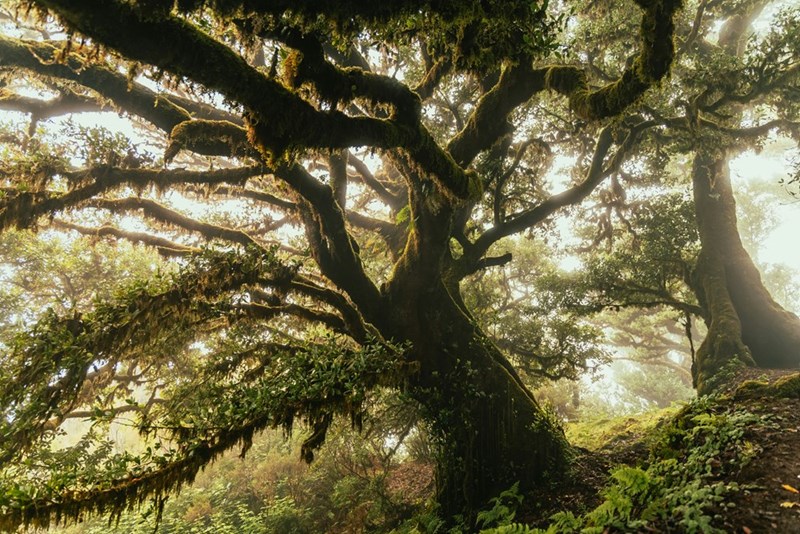 A visual representation of an old oak tree in a homeowner's yard.