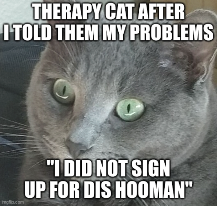 THERAPY CAT AFTER I TOLD THEM MY PROBLEMS imgflip.com "I DID NOT SIGN UP FOR DIS HOOMAN"