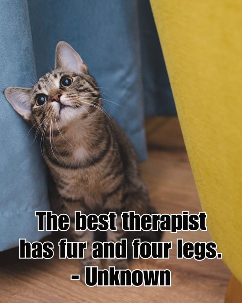 The best therapist has fur and four legs. - Unknown