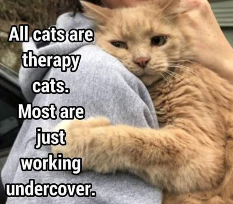 All cats are therapy cats. Most are just working undercover.
