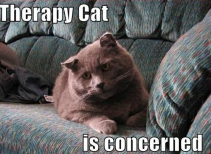 Therapy Cat is concerned