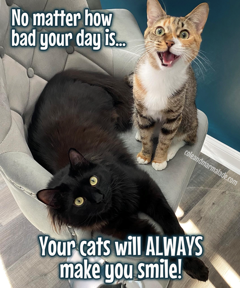 No matter how bad your day is... coleandmarmalade.com Your cats will ALWAYS make you smile!