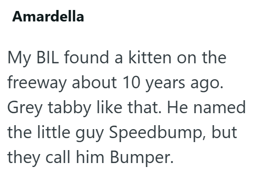 Amardella My BIL found a kitten on the freeway about 10 years ago. Grey tabby like that. He named the little guy Speedbump, but they call him Bumper.