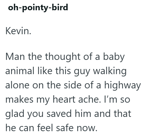 oh-pointy-bird Kevin. Man the thought of a baby animal like this guy walking alone on the side of a highway makes my heart ache. I'm so glad you saved him and that he can feel safe now.
