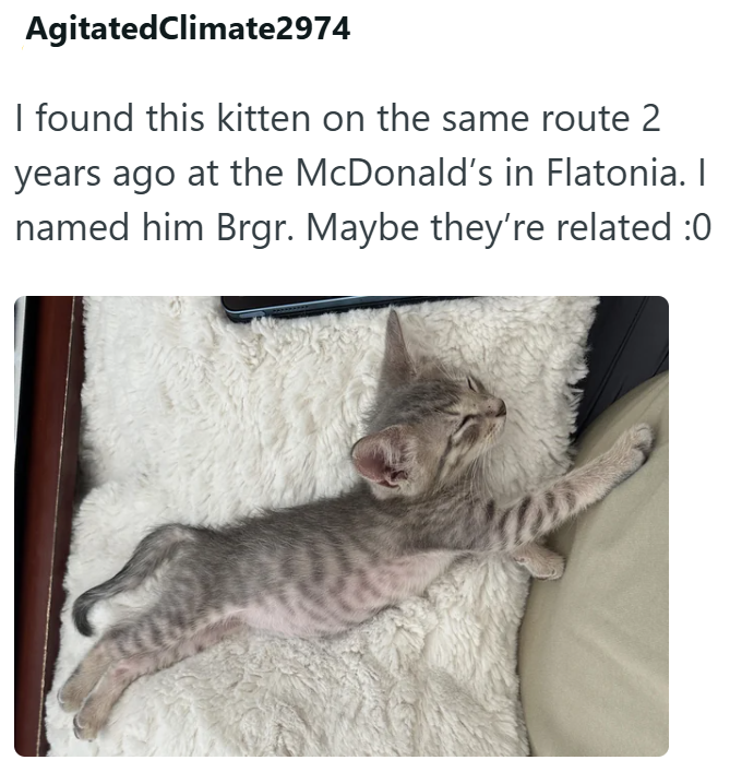 Agitated Climate2974 I found this kitten on the same route 2 years ago at the McDonald's in Flatonia. I named him Brgr. Maybe they're related :0