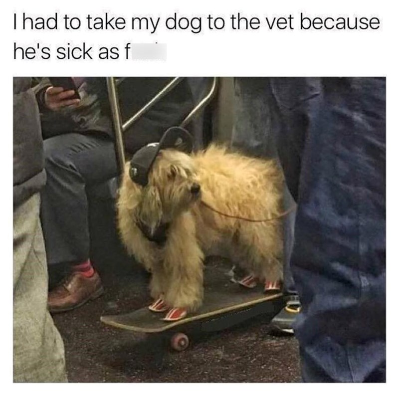 I had to take my dog to the vet because he's sick as f