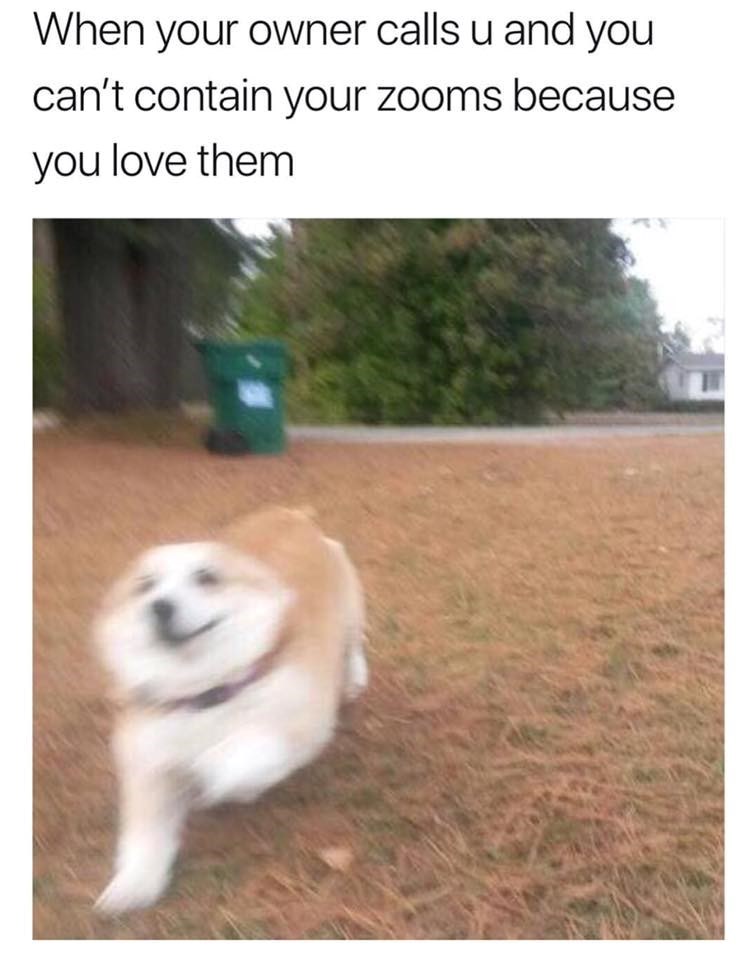 When your owner calls u and you can't contain your zooms because you love them