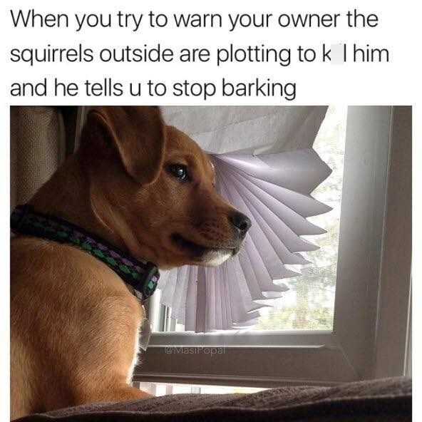When you try to warn your owner the squirrels outside are plotting to k I him and he tells u to stop barking MasiPopal