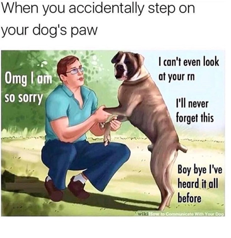 When you accidentally step on your dog's paw Omg I am so sorry I can't even look at your rn I'll never forget this Boy bye I've heard it all before wiki How to Communicate With Your Dog
