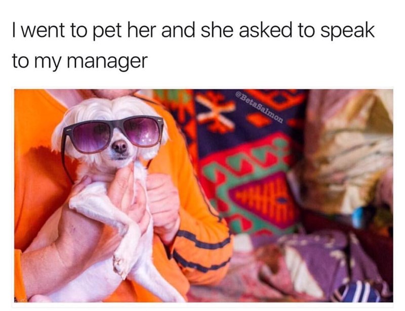 I went to pet her and she asked to speak to my manager @BetaSalmon 355