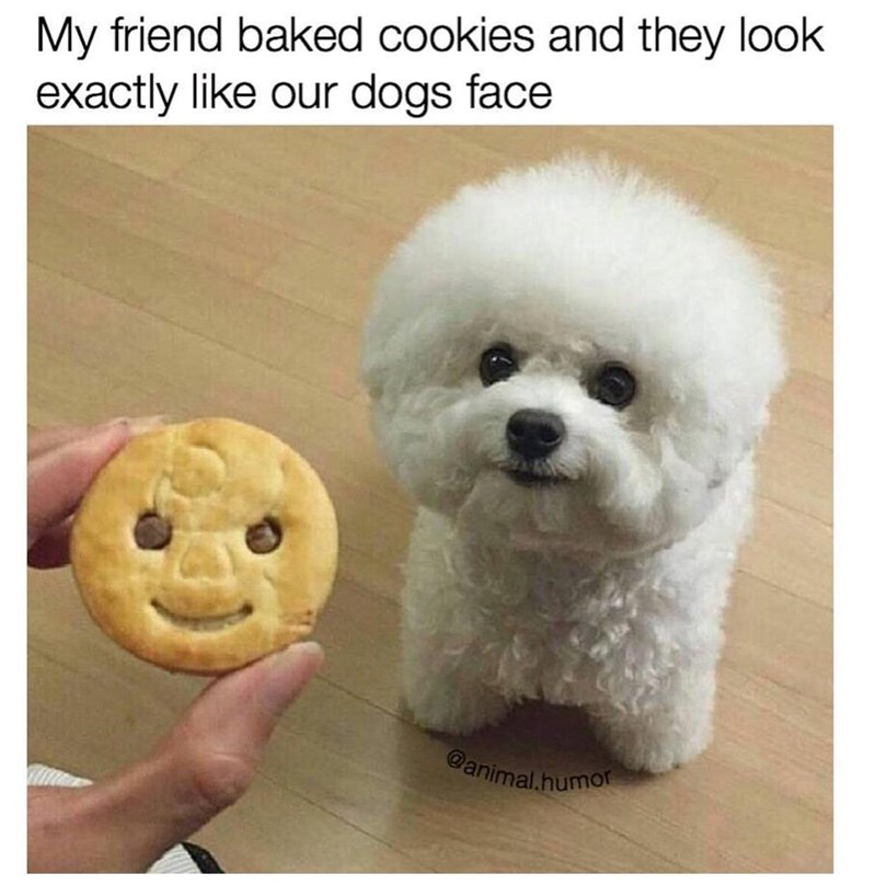 My friend baked cookies and they look exactly like our dogs face @animal.humor