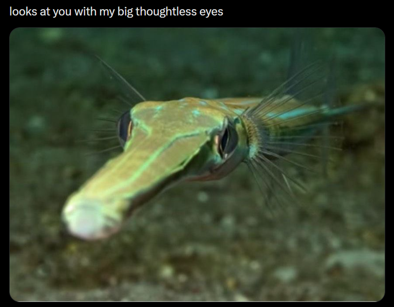 looks at you with my big thoughtless eyes
