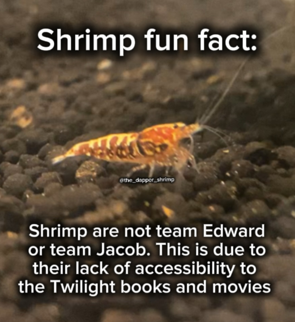 Shrimp fun fact: @the_dapper_shrimp Shrimp are not team Edward or team Jacob. This is due to their lack of accessibility to the Twilight books and movies