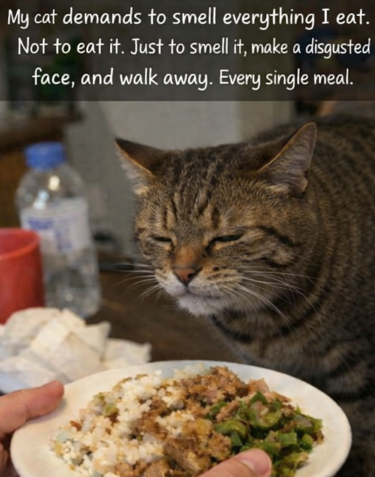 My cat demands to smell everything I eat. Not to eat it. Just to smell it, make a disgusted face, and walk away. Every single meal.