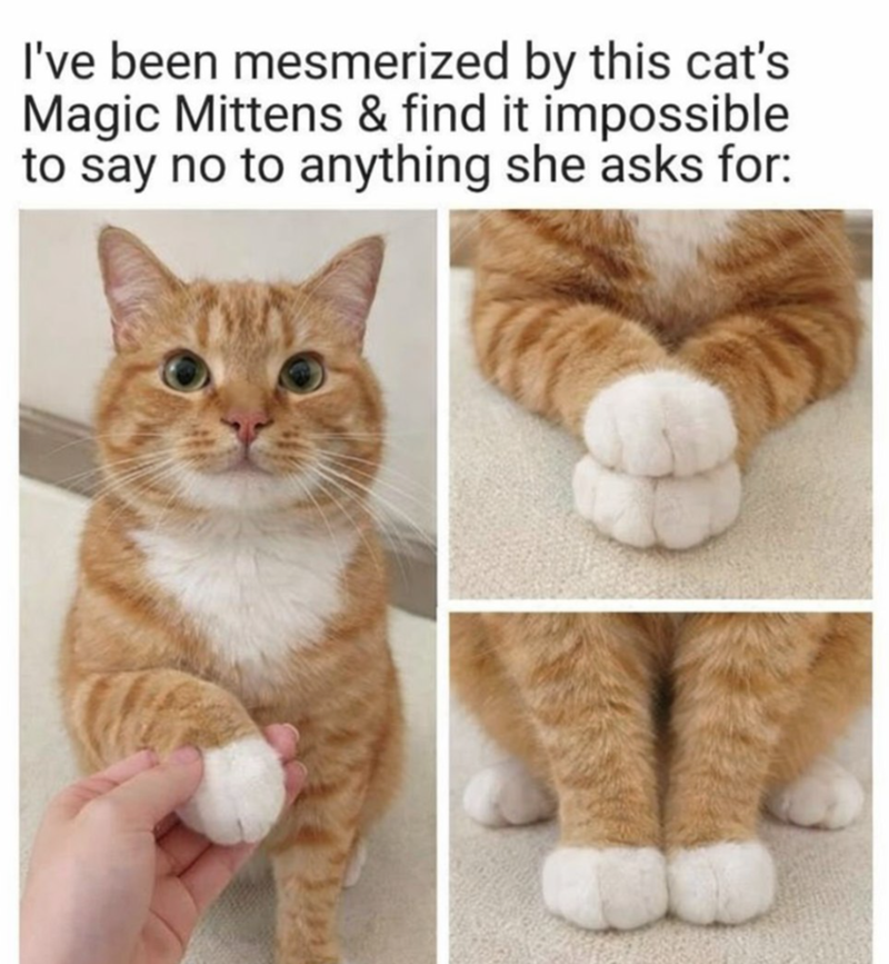 I've been mesmerized by this cat's Magic Mittens & find it impossible to say no to anything she asks for: