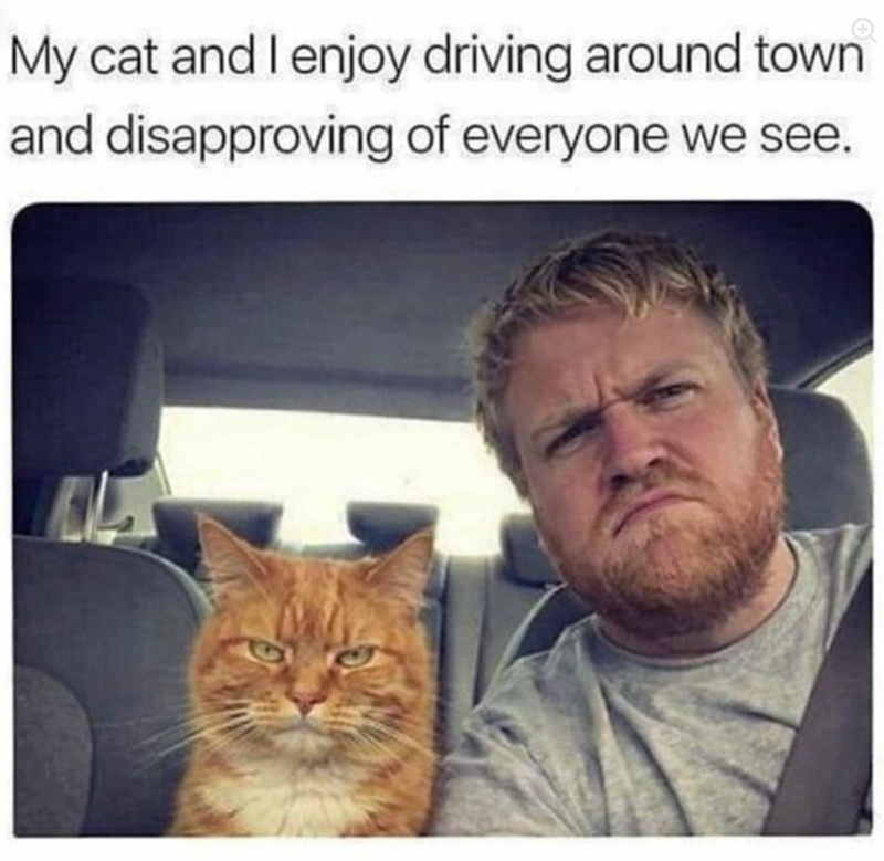 My cat and I enjoy driving around town and disapproving of everyone we see.
